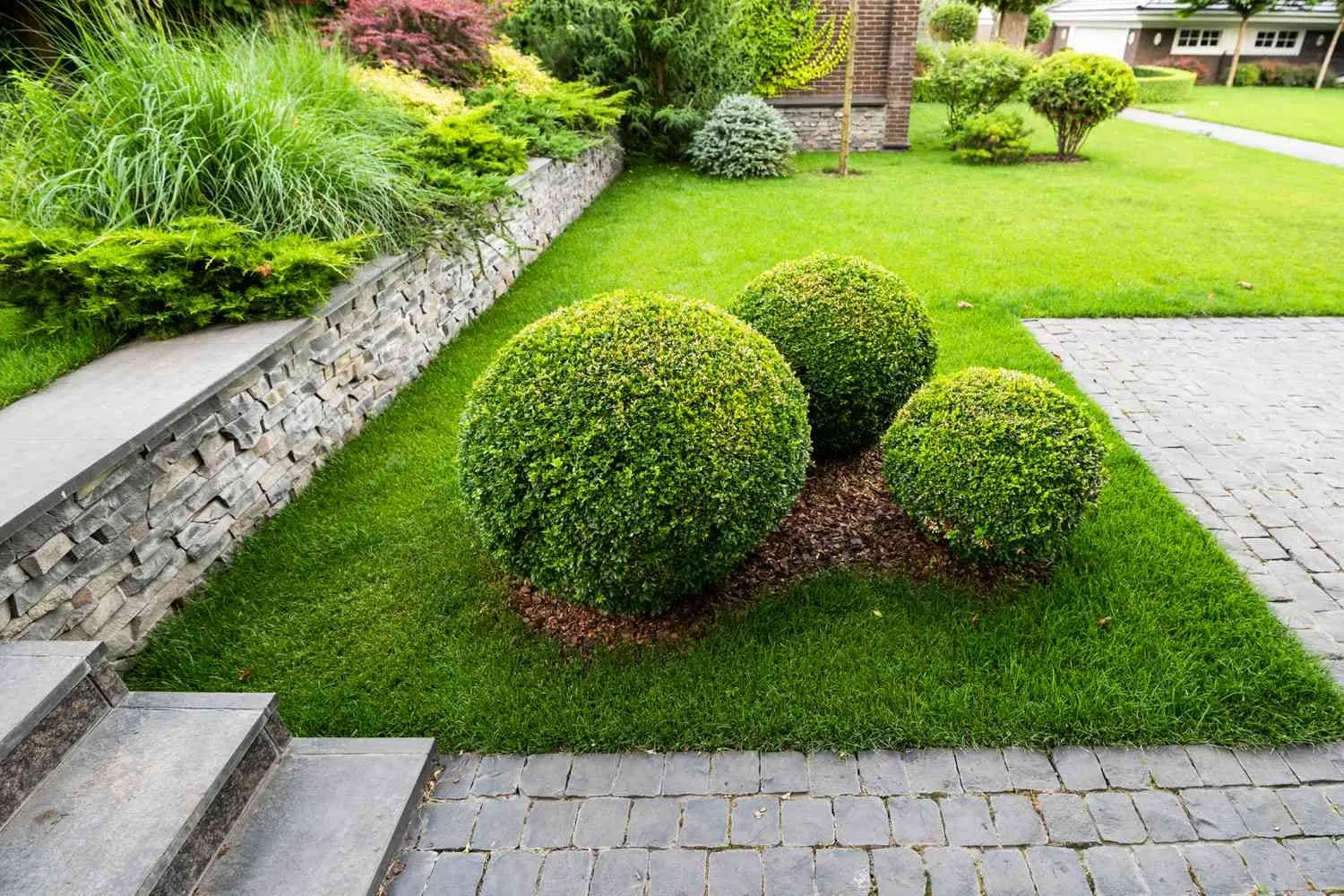 Round shrubs in a mulched bed, with stone edging and lawn around them